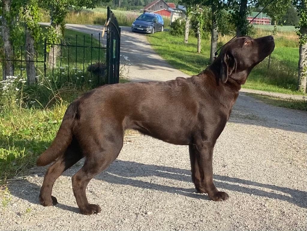 Sort renraset Labrador Retriever tispevalp (NKK) - leveringsklar