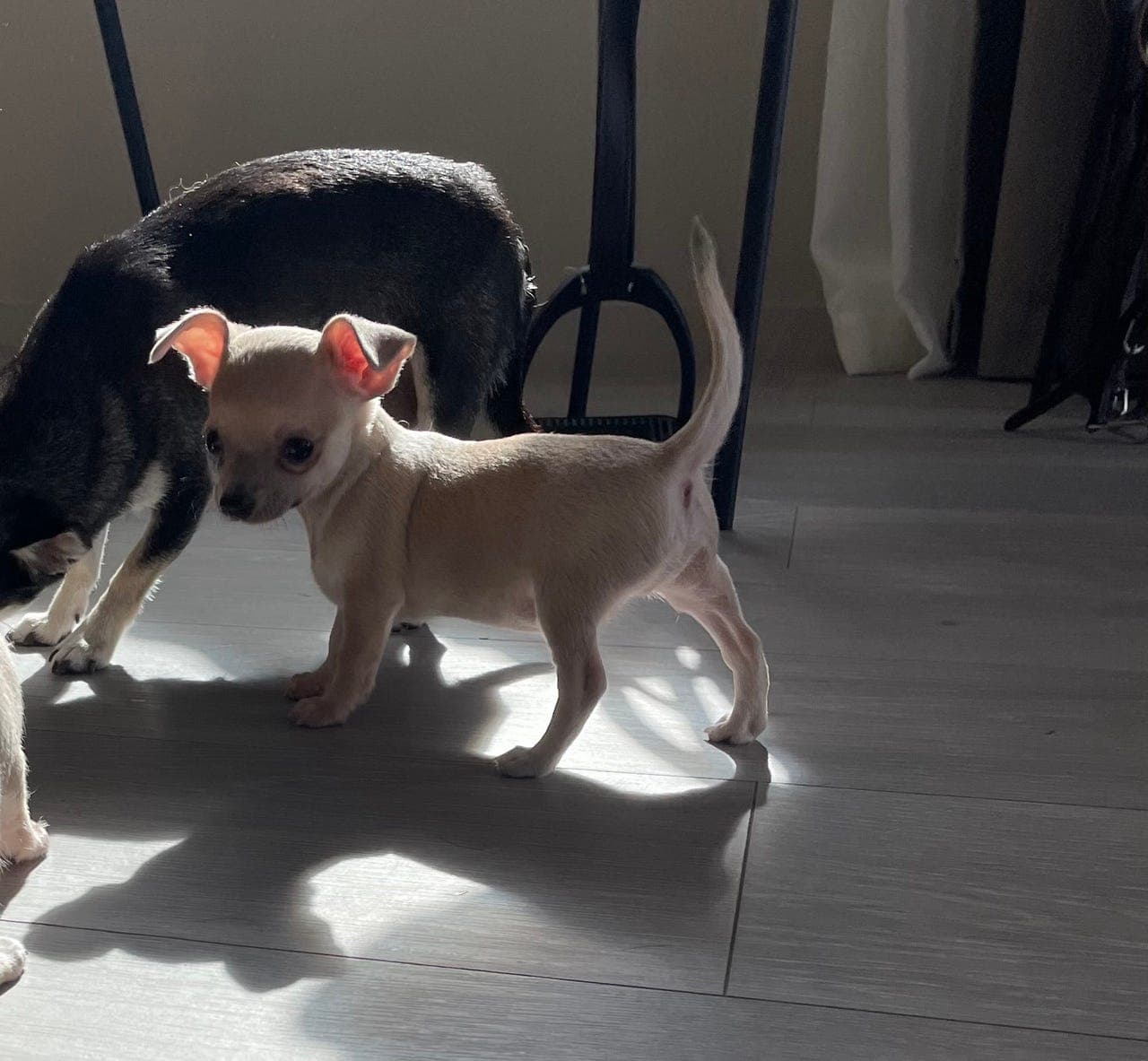 Chihuahua hannhund reg i nkk med stamtavle