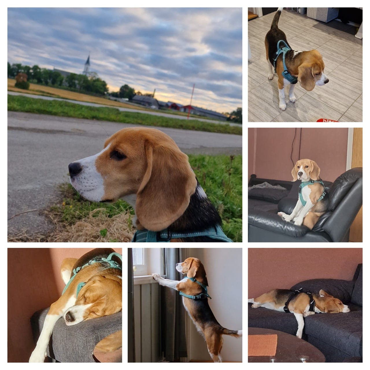 3 år gammel Beagle-tispe omplasseres til rette hjem