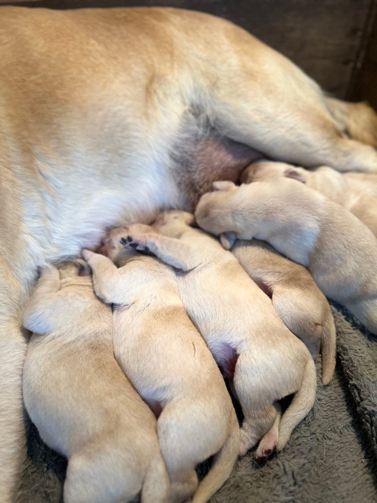 Labradorvalper