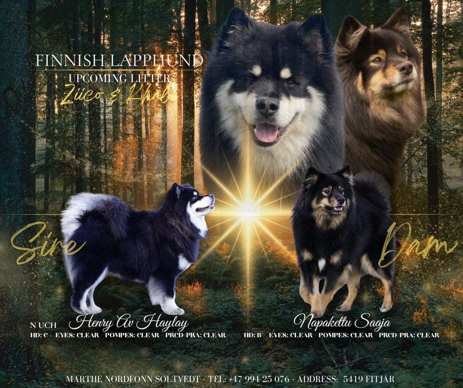 Finsk lapphund valper ventes våren 2026✨
