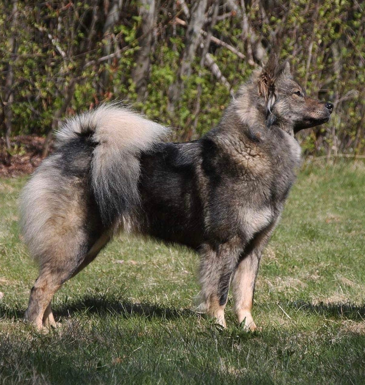 Vi venter Eurasier valper