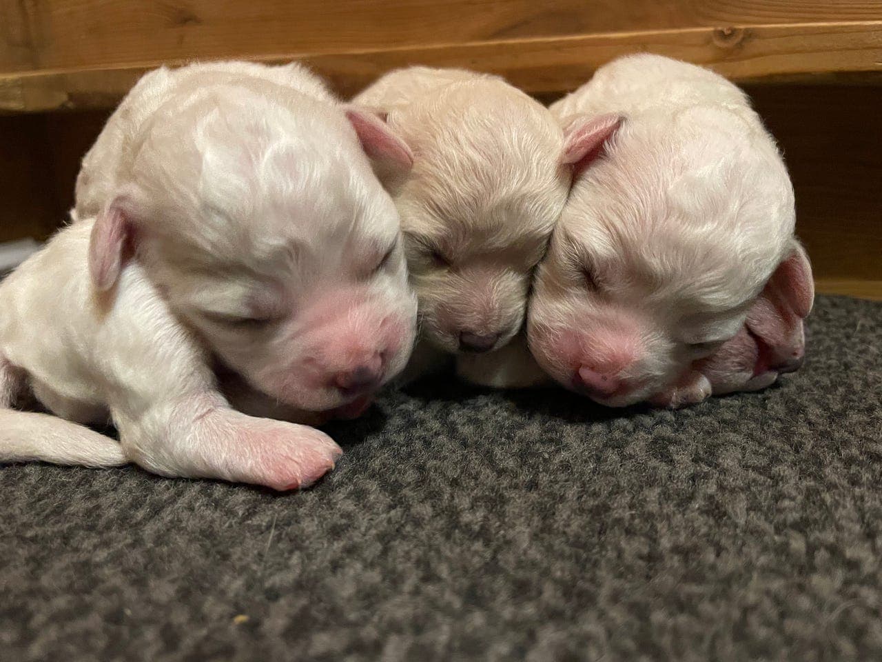 Bichon frise valper til salgs