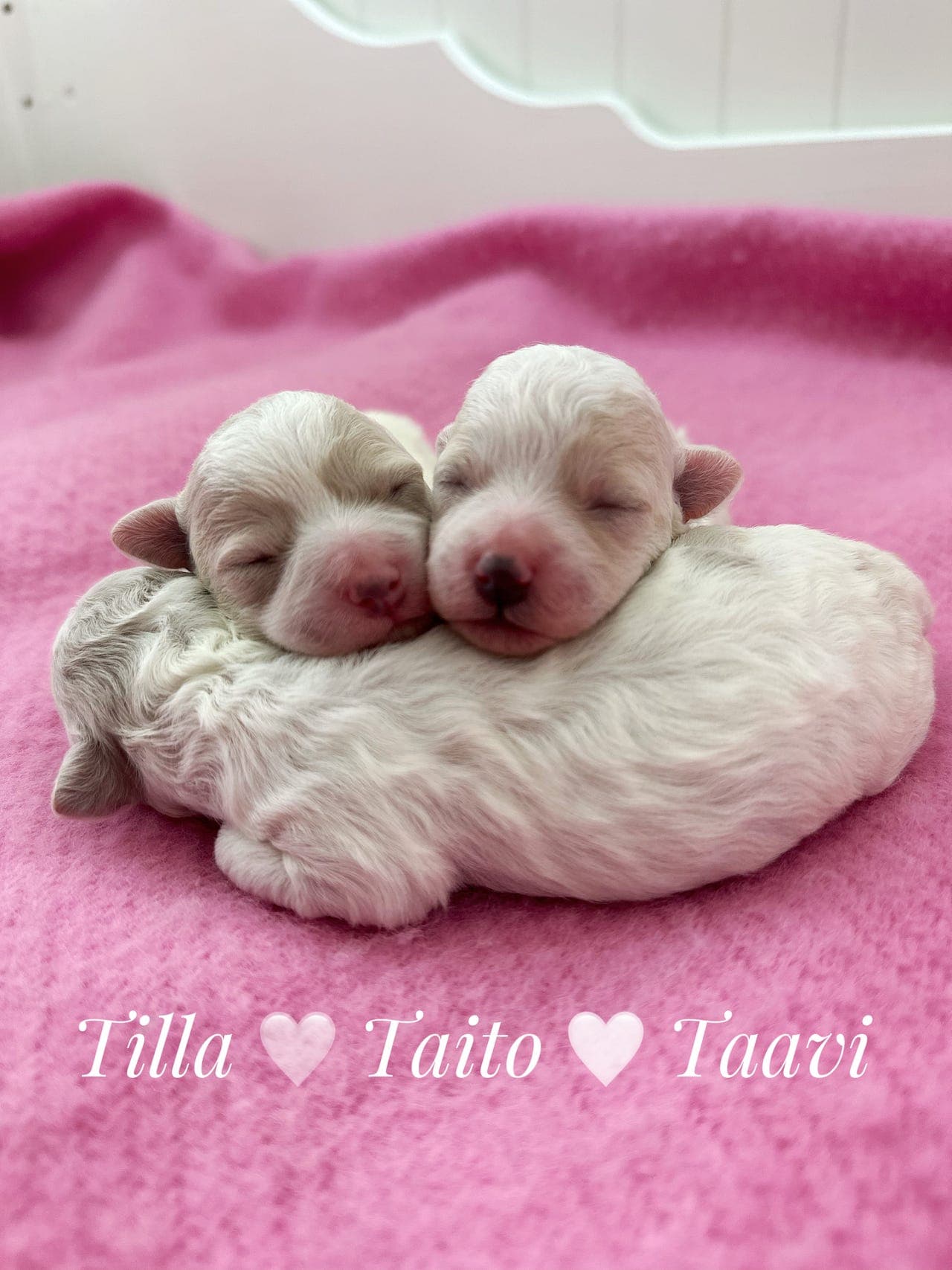 Bichon Frise valper