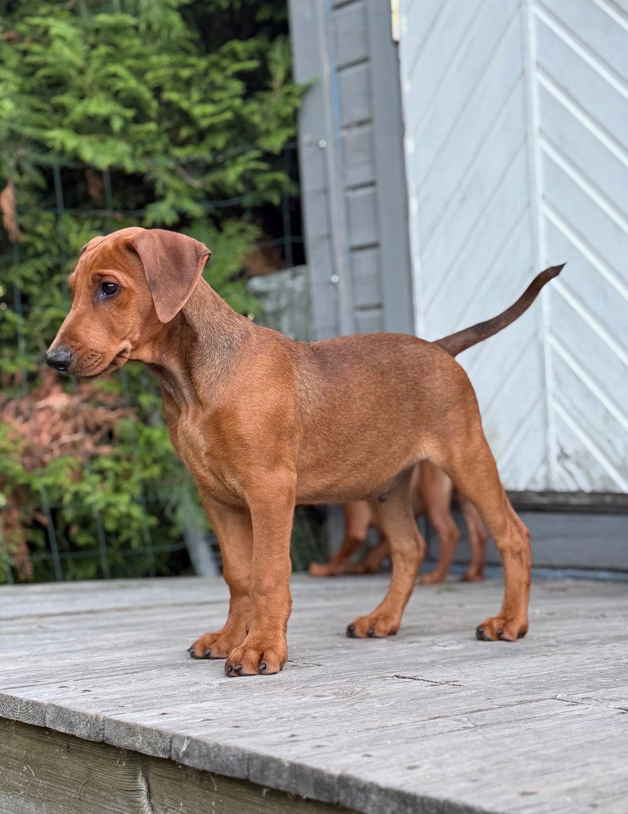 Pinscher hannvalp
