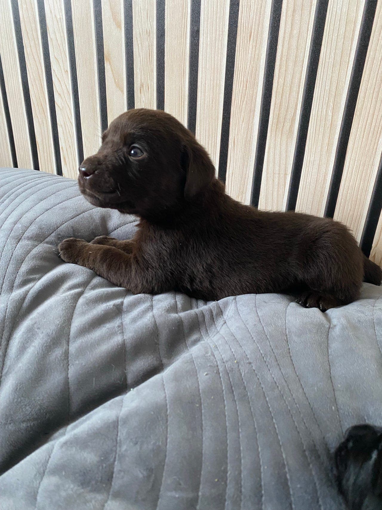 1  jente og 2 gutter Ledig. Labrador Retriever valper selges 🐾🐶