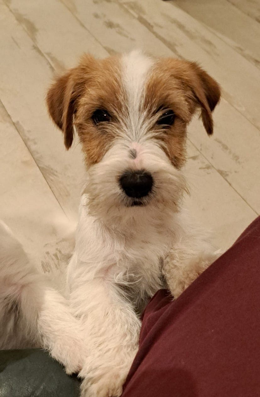 Jack Russell terrier NKK reg