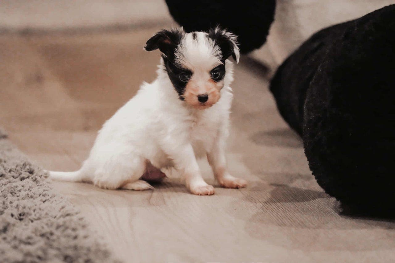 Rå søt Papillon/Phalene valp selges🐾