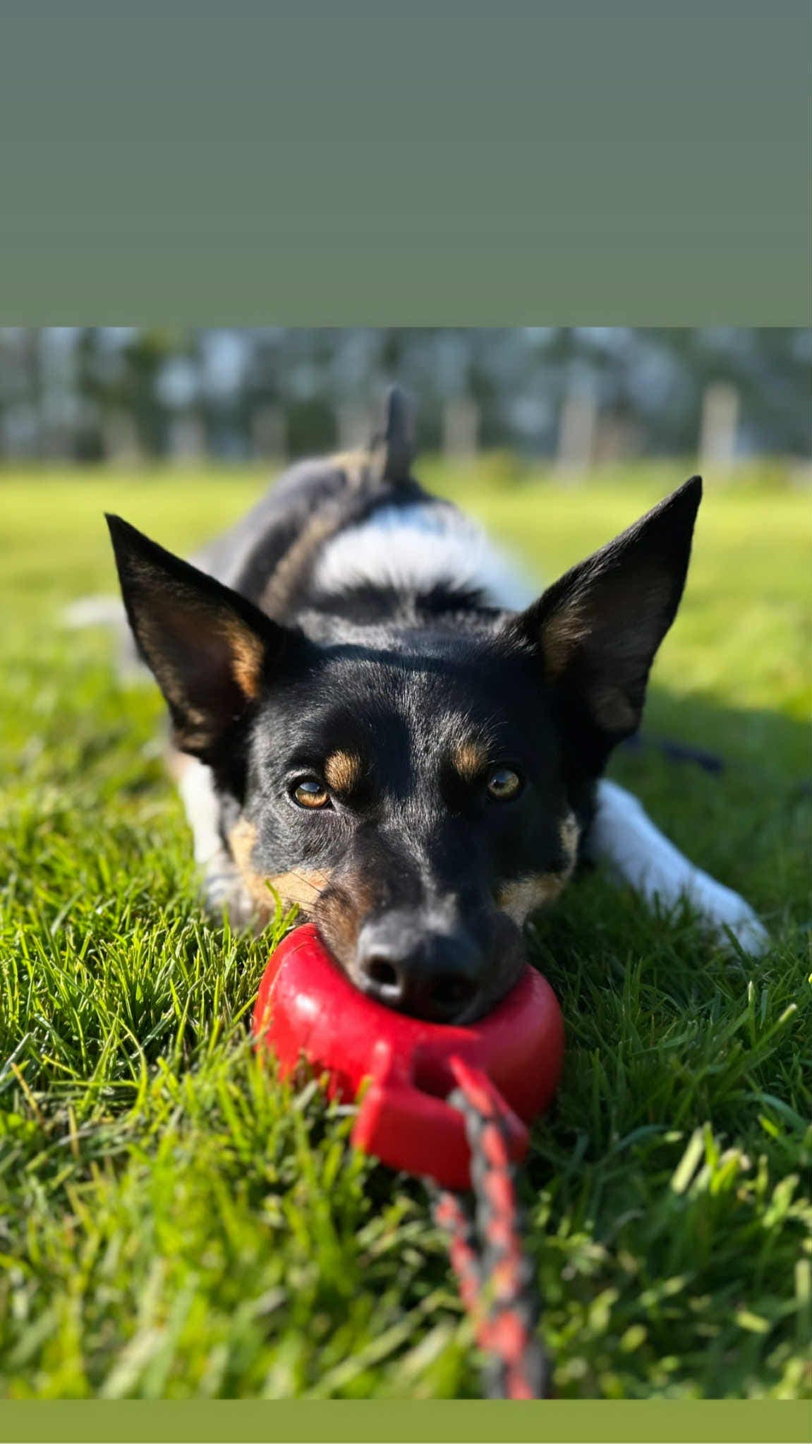 Border collie hannhund på 2 år