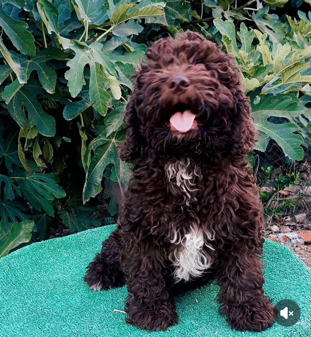 Spansk vannhund valper❤️