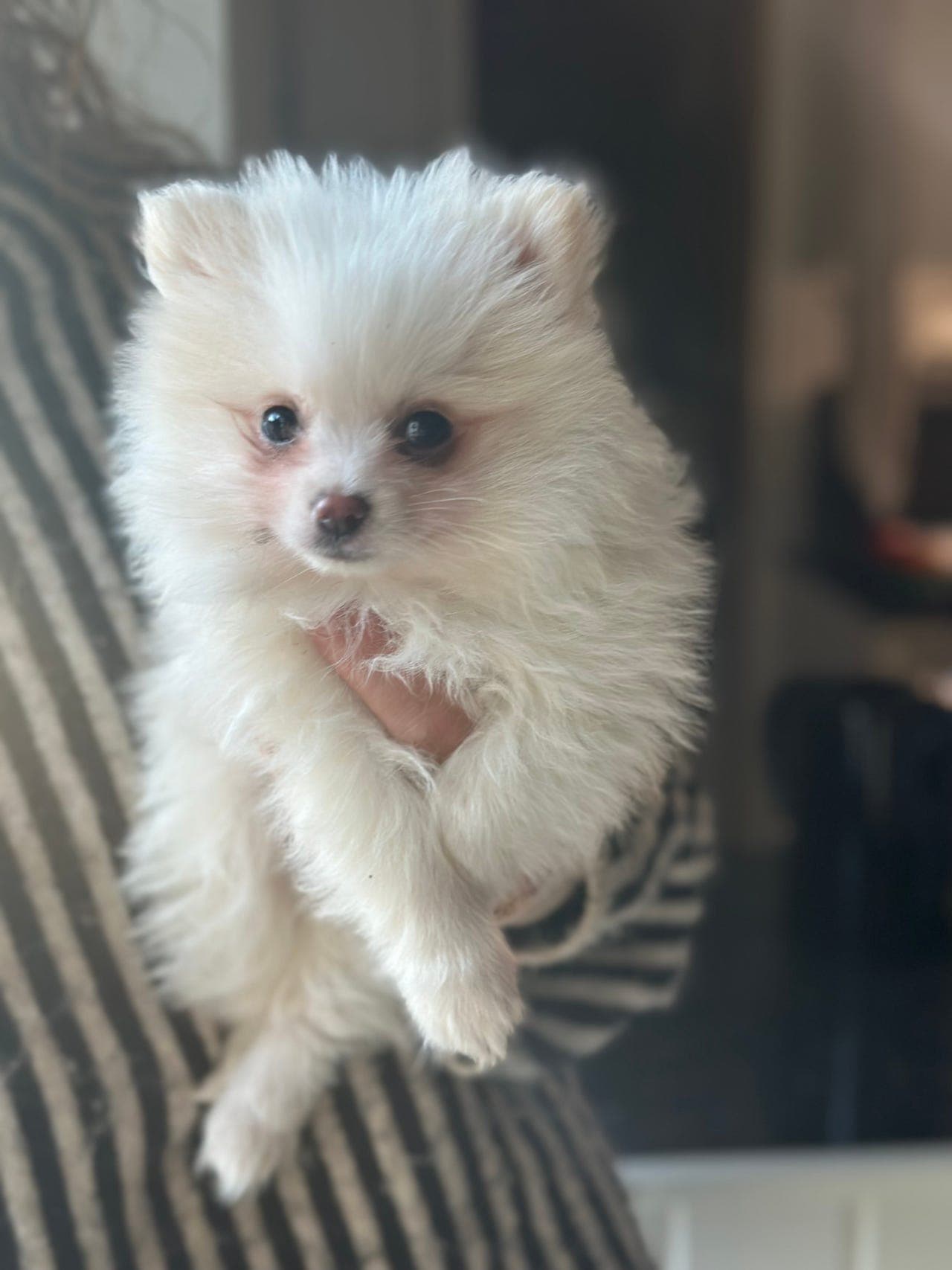 Renraset Pomeranian gutt selges
