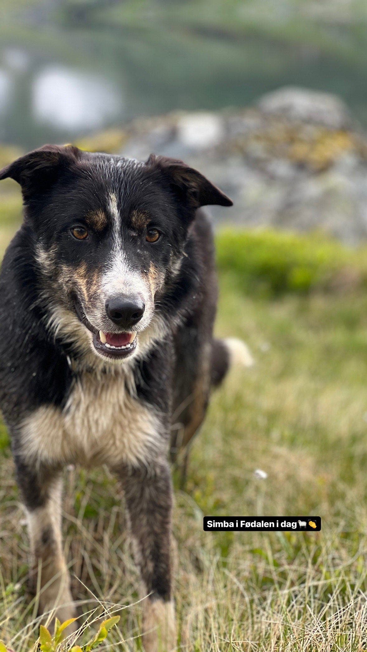 Border collie selges