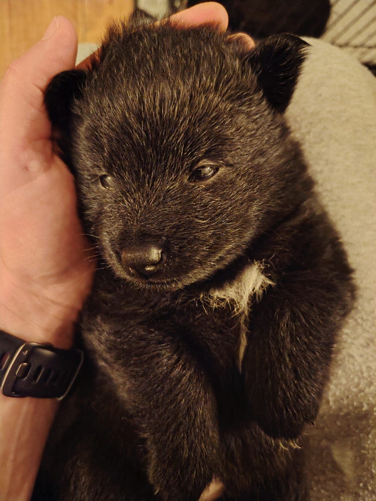 Svensk Lapphund valper