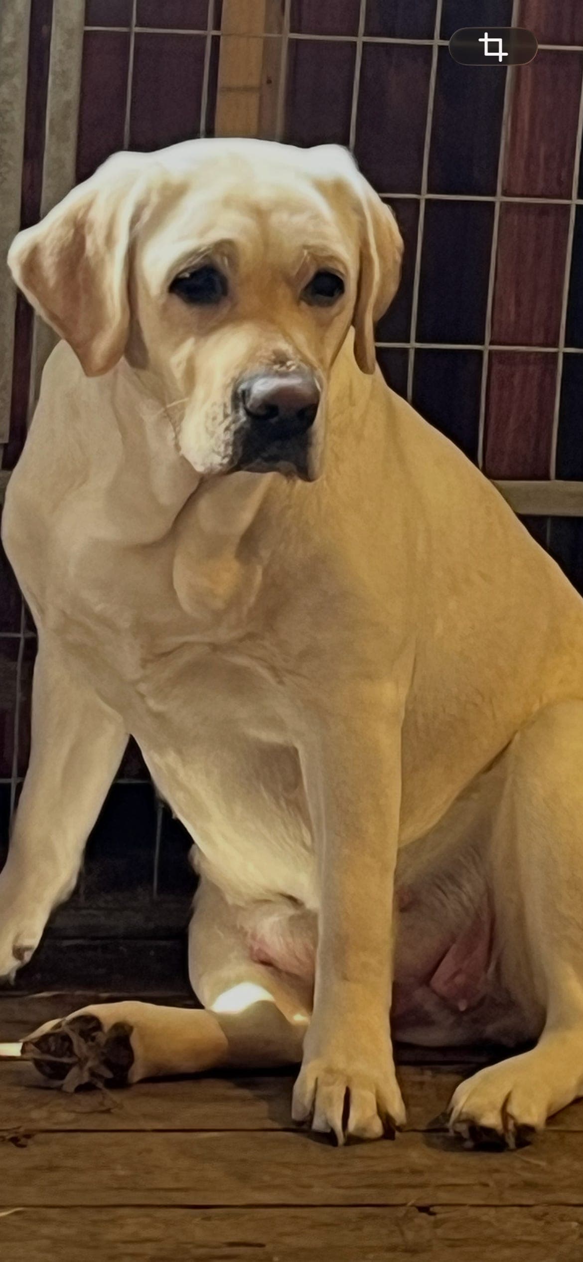 Labradorvalper