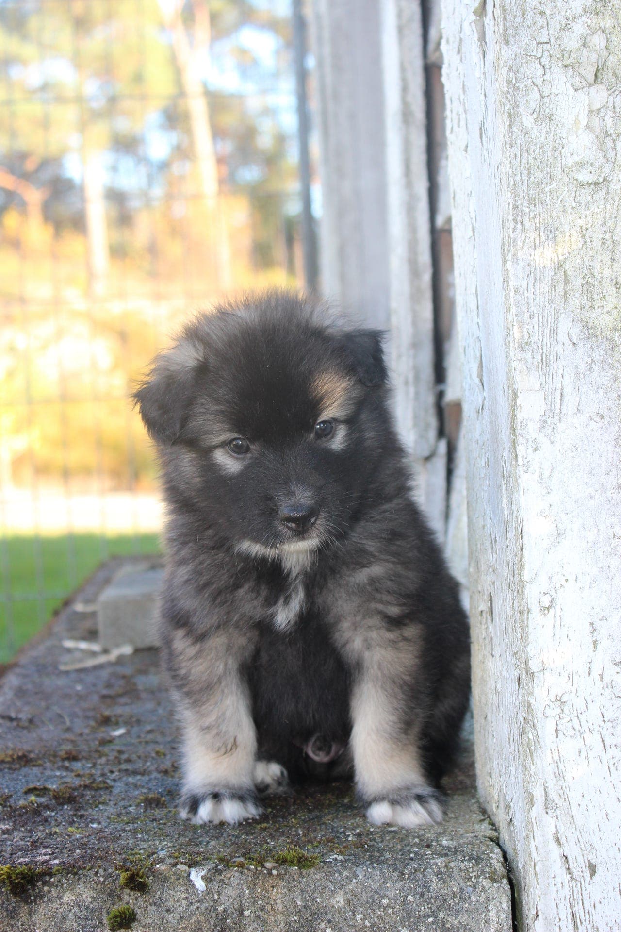 Yakutian laika valper - 1 ledig