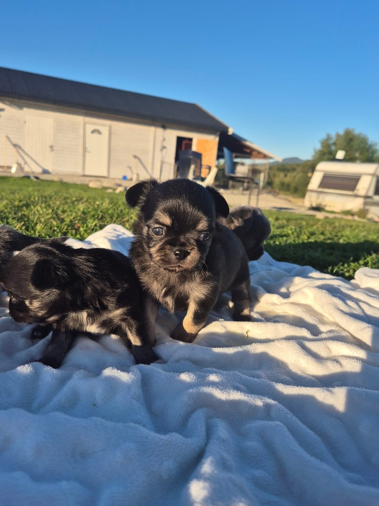 Langhåret Chihuahua gutt med Stamtavle