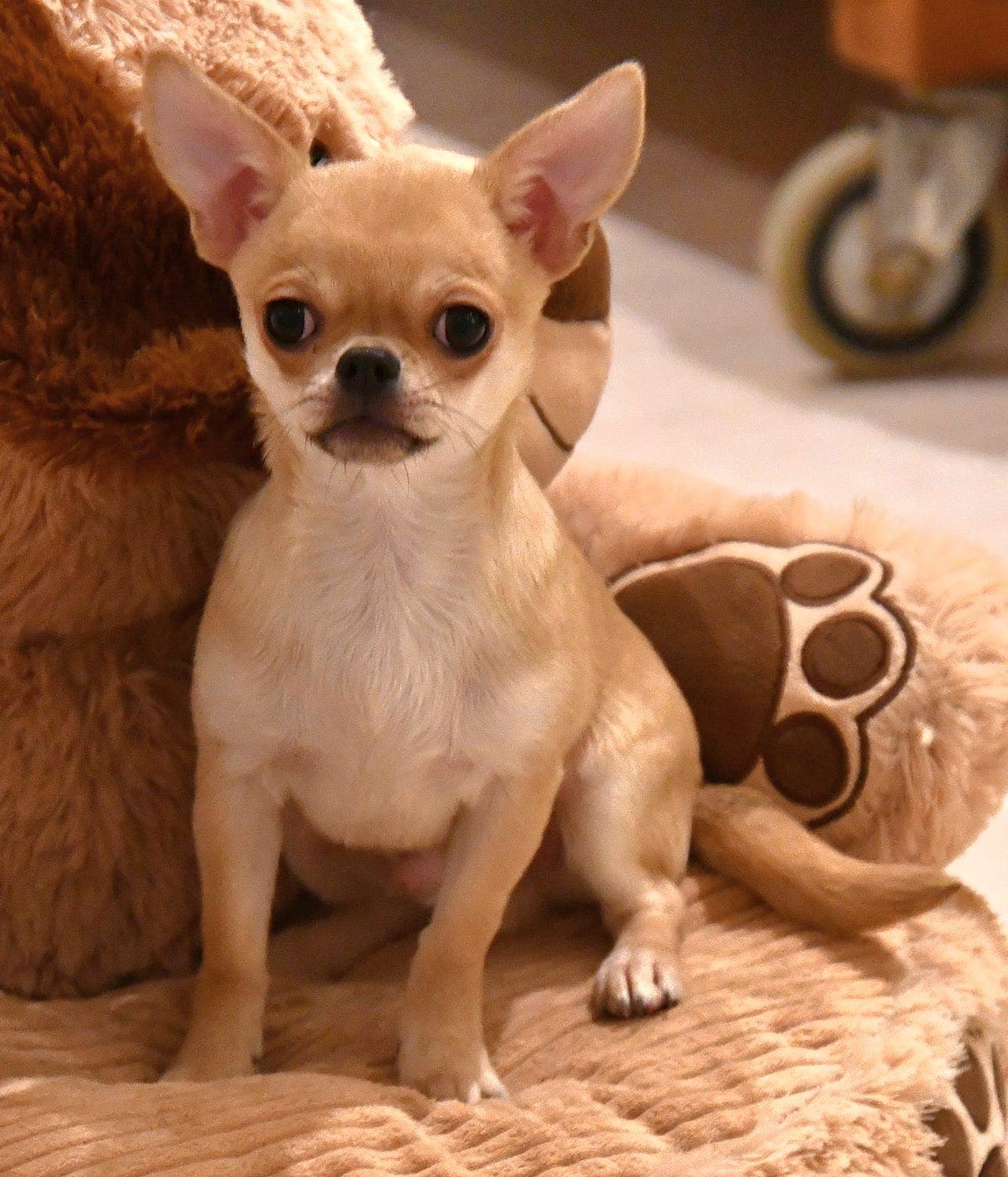 Korthårsgutt i Narvik Ønsker sitt drømmehjem