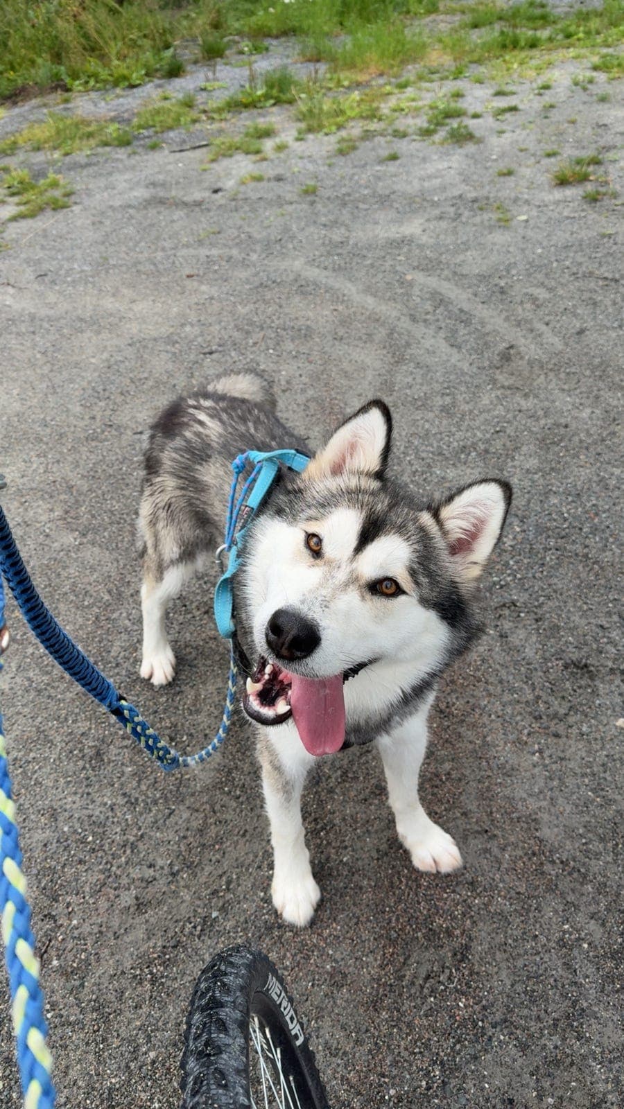 Alaskan malamute hannhund 2 år