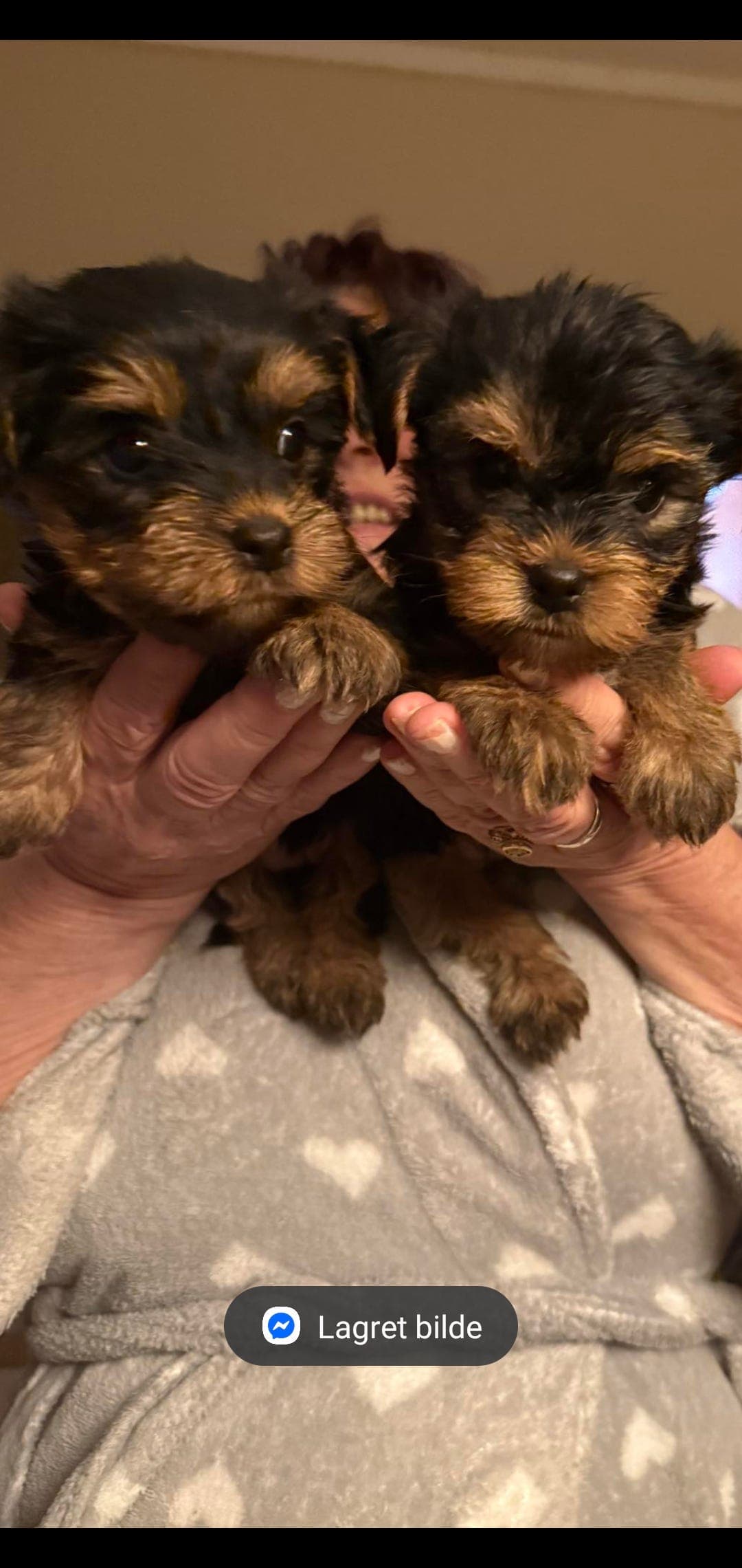 Yorksherterier valper