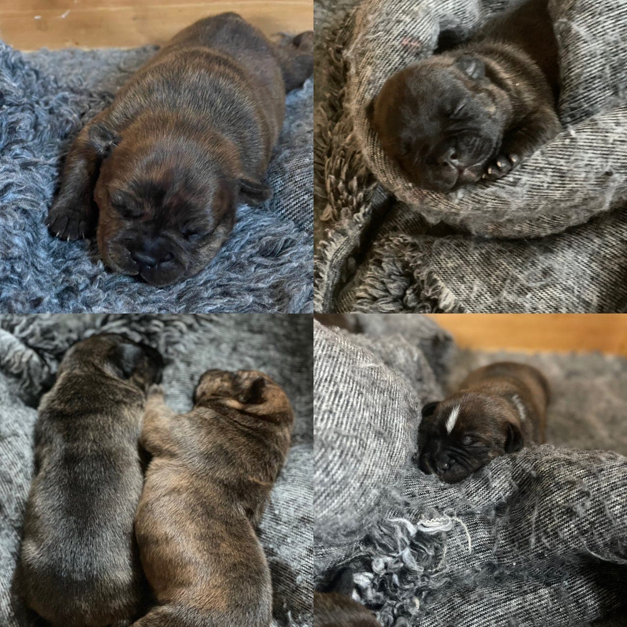 Kennel Dynamite Staff har flotte valper til salgs.