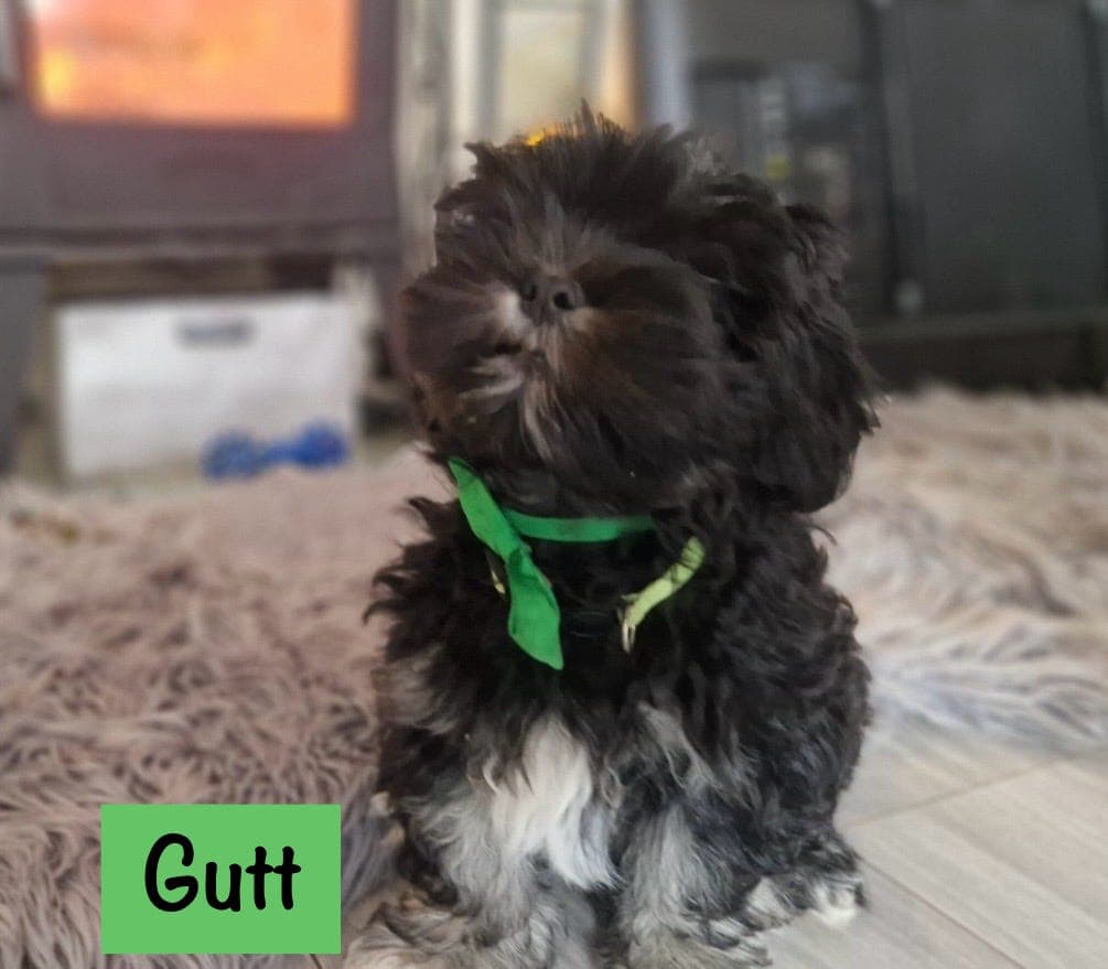 Flott Stor Gutt 16 uker Lhasa Apso Valper NKK reg