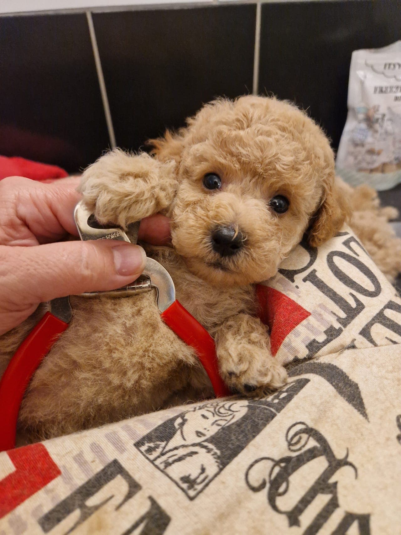 Puddel, dvergpuddel.