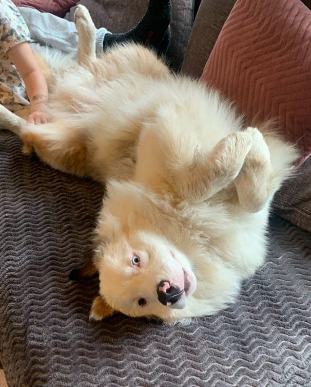 Ozzy, 9 mnd. Australian Sheperd søker nytt og aktivt hjem 🐾