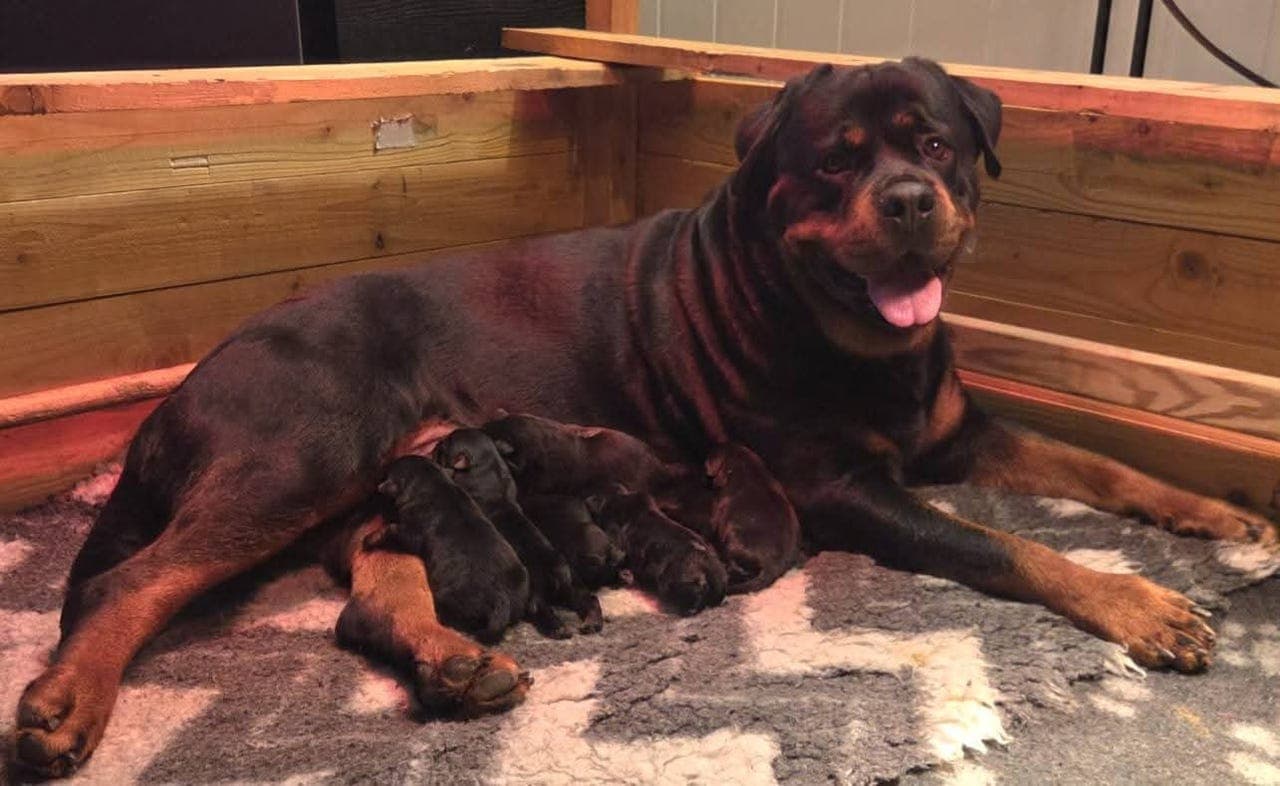 Jeppekroken har flotte Rottweiler valper