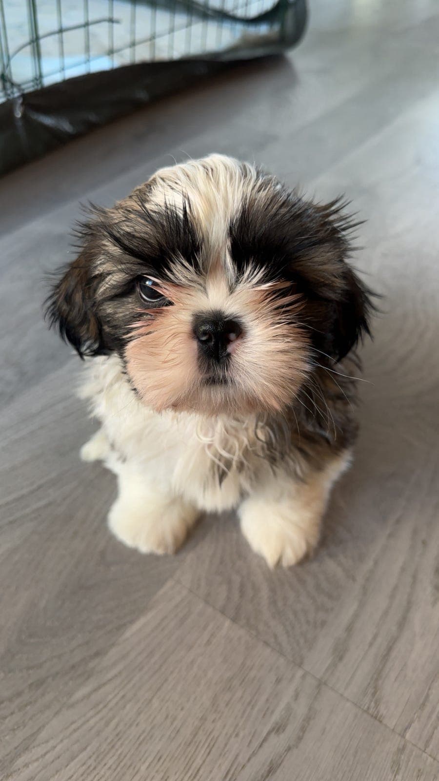 Shih Tzu valper