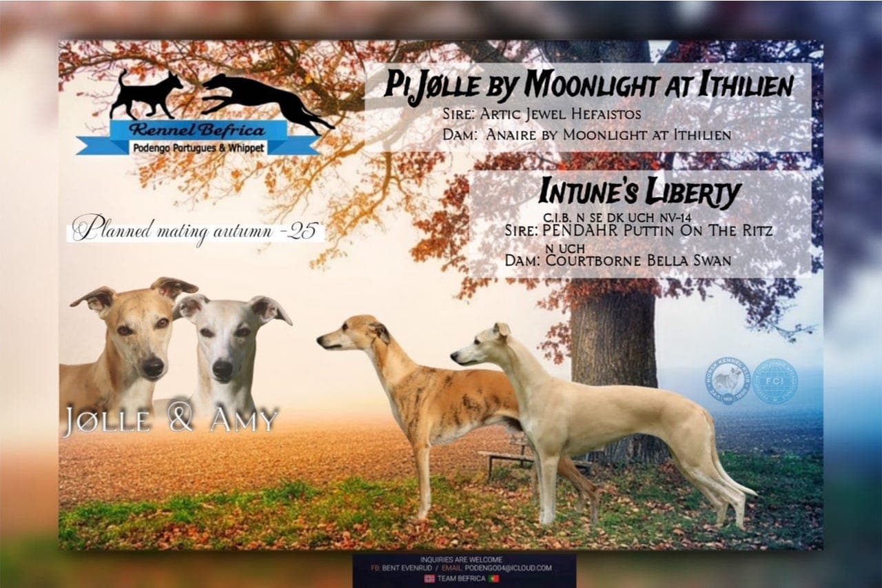 Kennel Befrica venter whippetvalper i begynnelsen av November