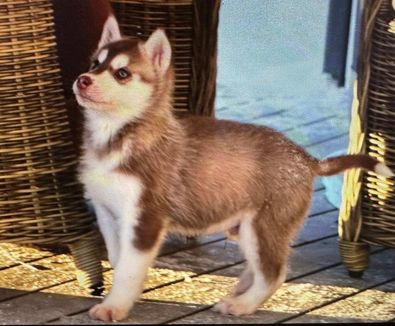 NKK Siberian husky valper