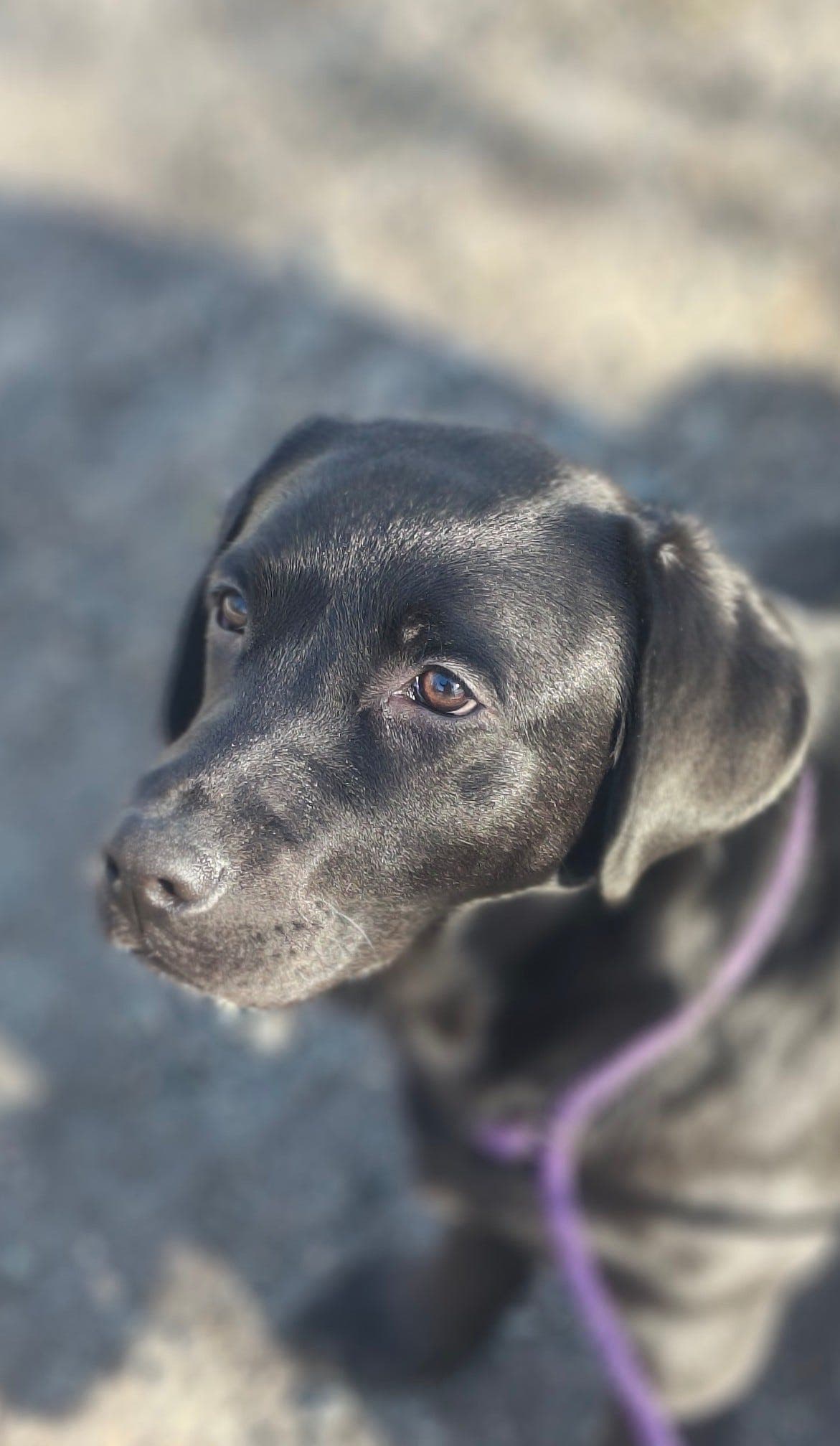 Nydelig 7 mnd gammel labrador tispe