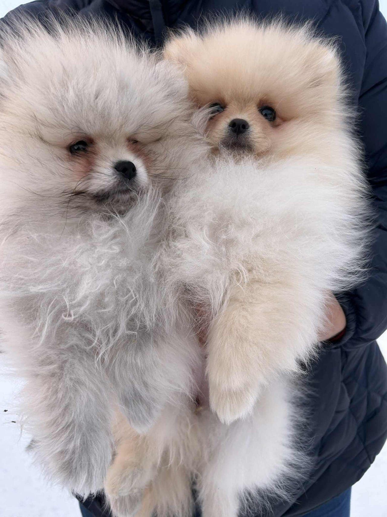 Nydelige renrasede Pomeranian-valper.