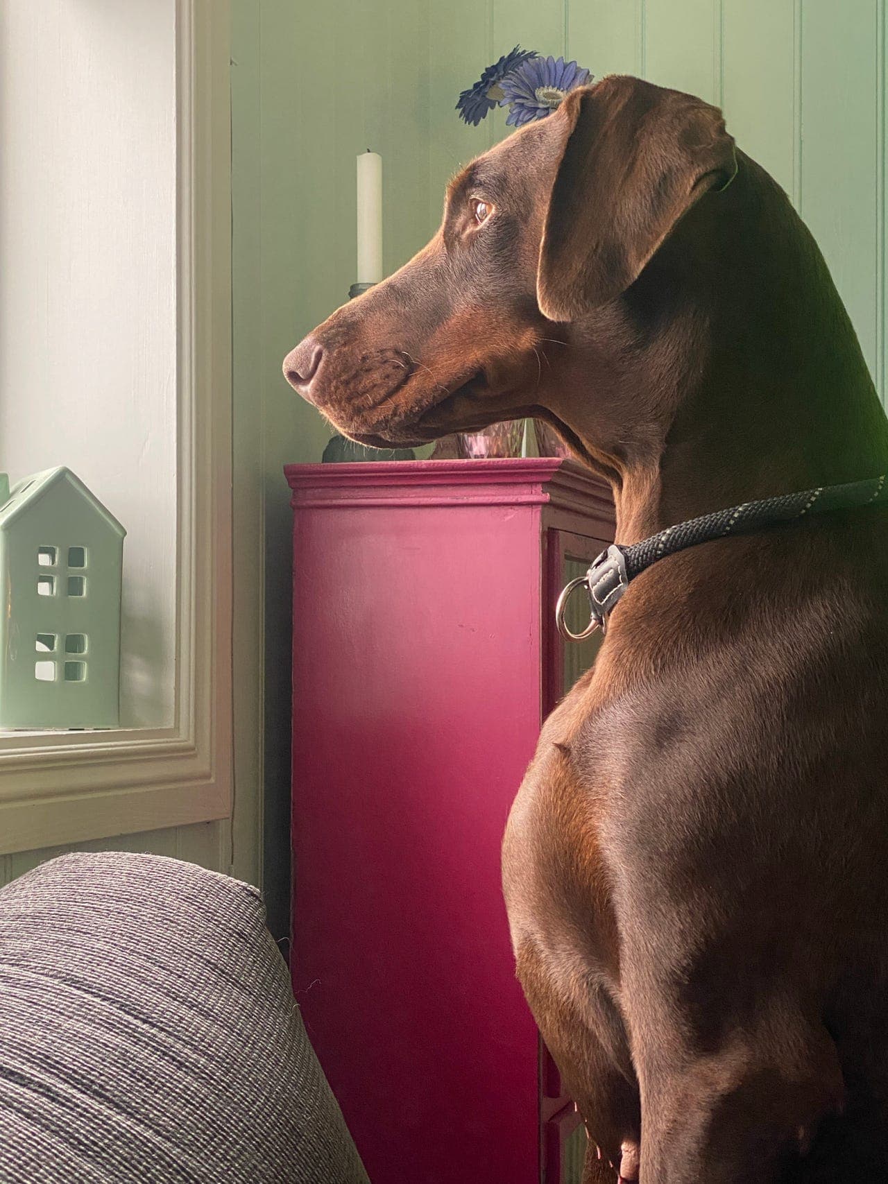 Doberman tispe søker omplassering