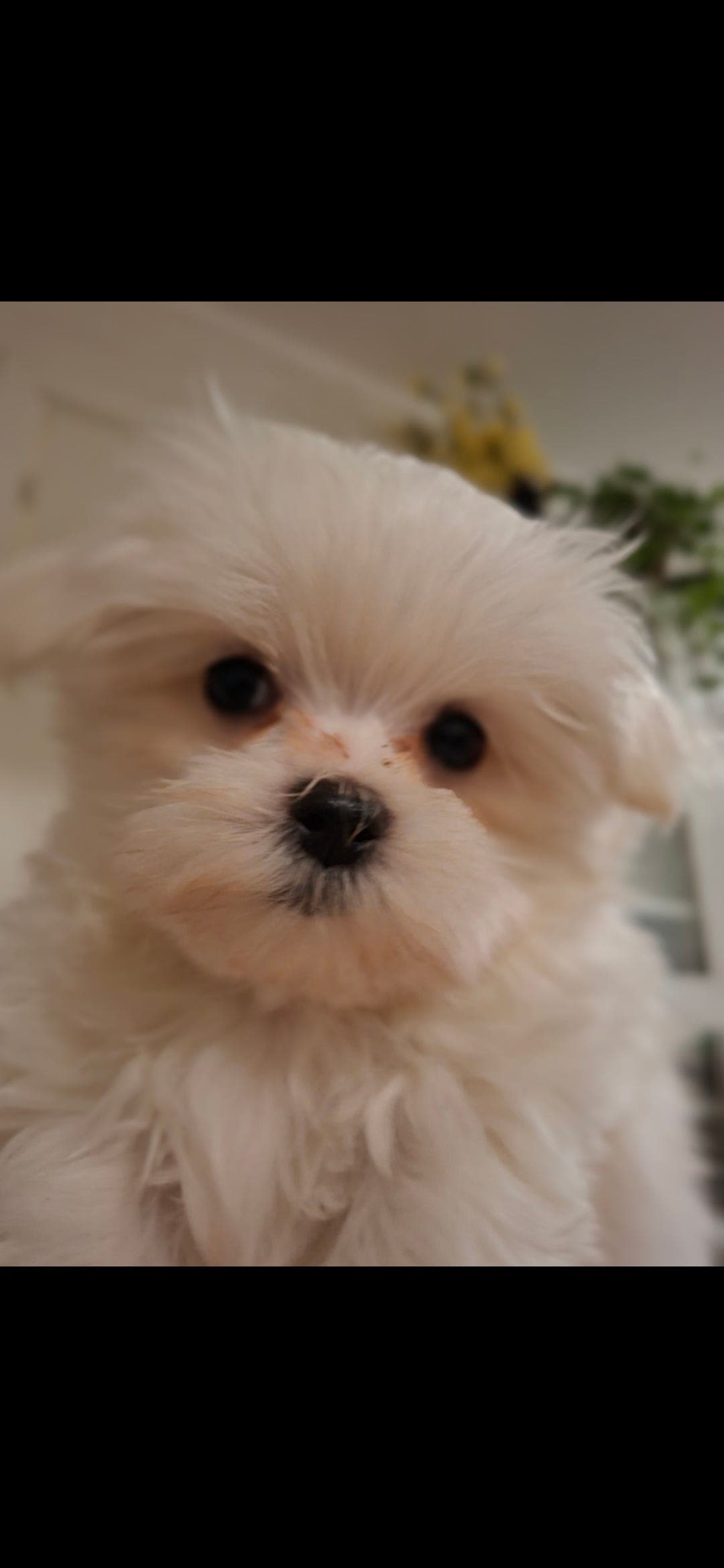 NKK renrase malteser valper 3 gutter