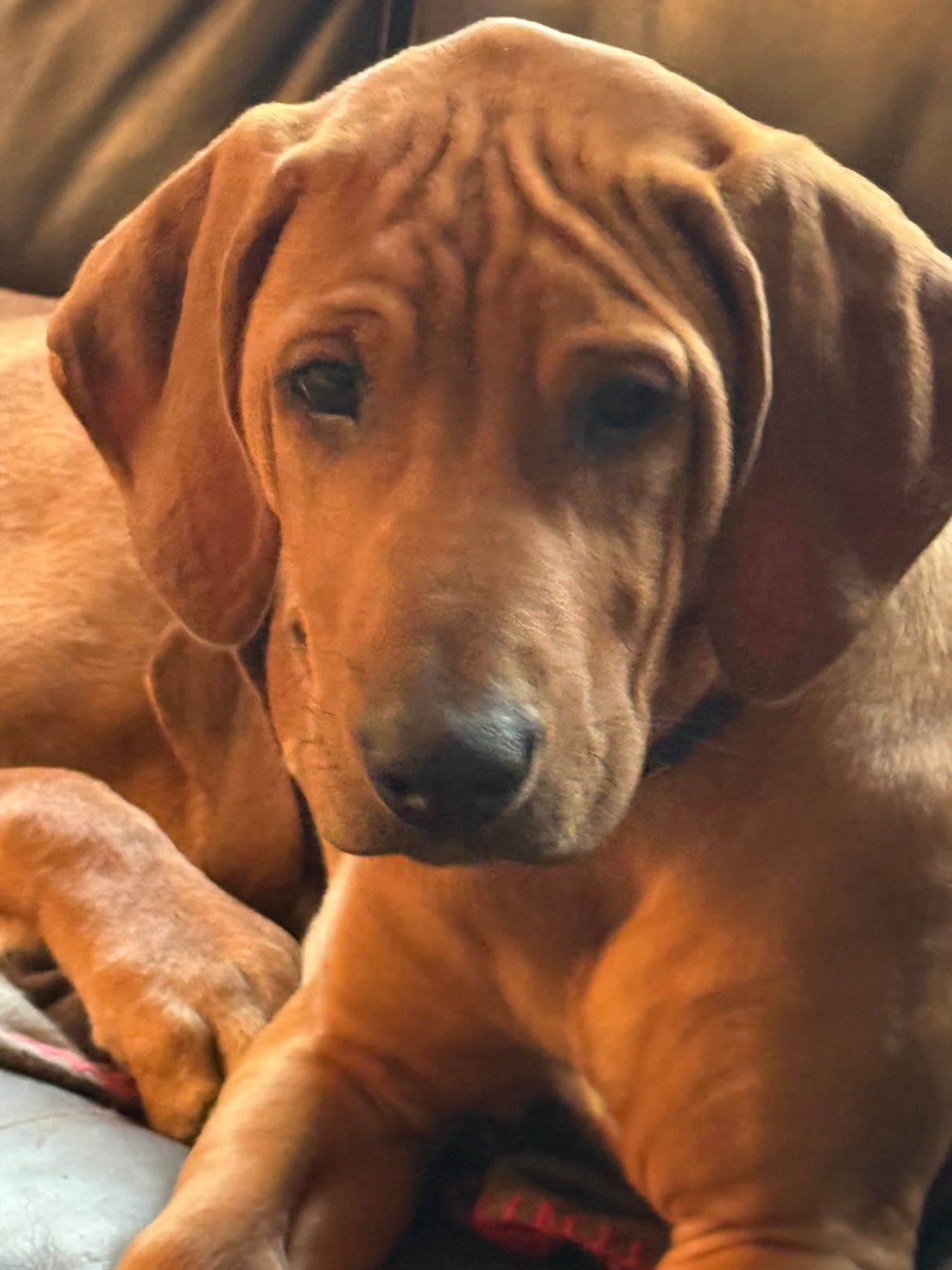 Rhodesian Ridgeback valper