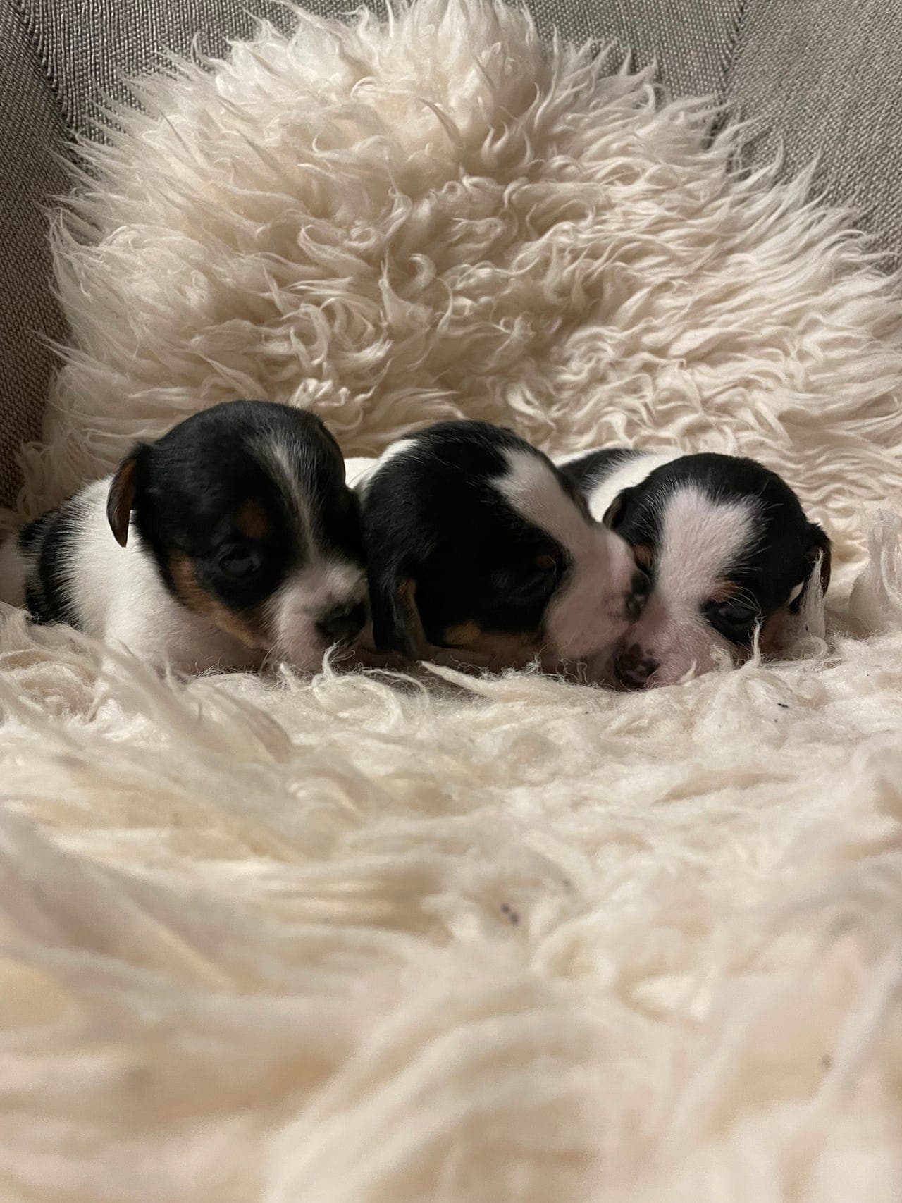 NKK registrert Dansk Svensk Gårdshund valper