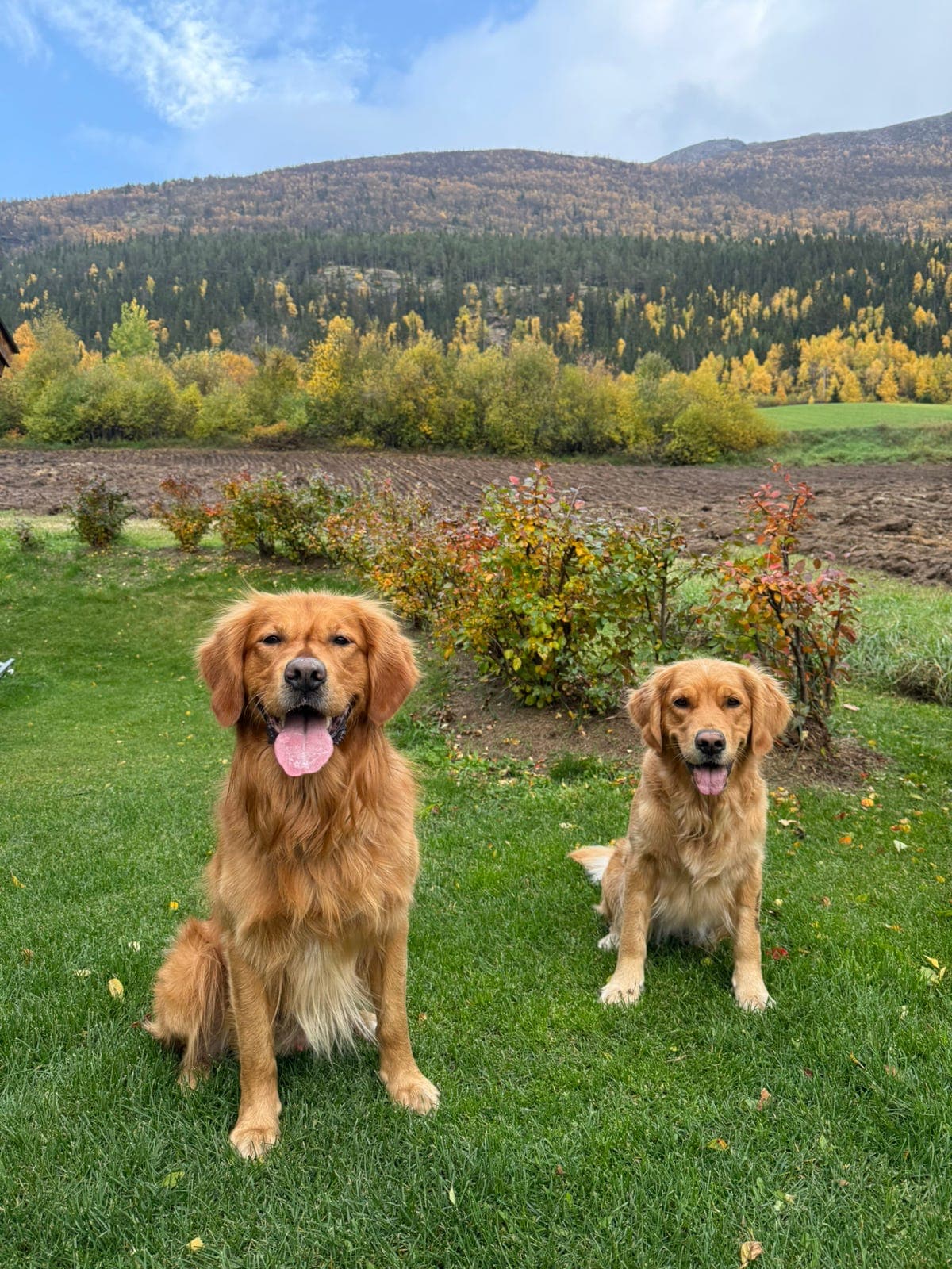 Jakt golden retriever, planlagt kull