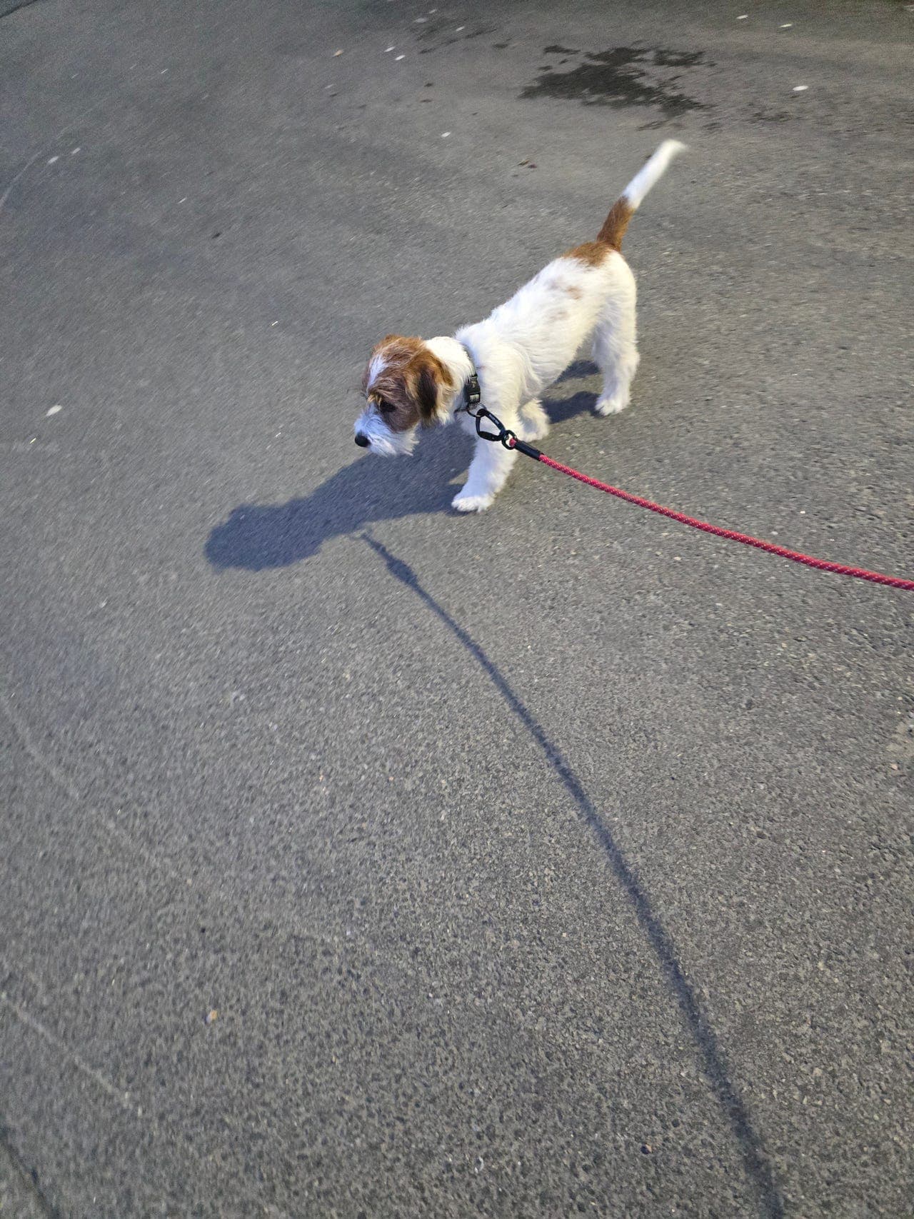 Salg av min nydelige jack russel han hund