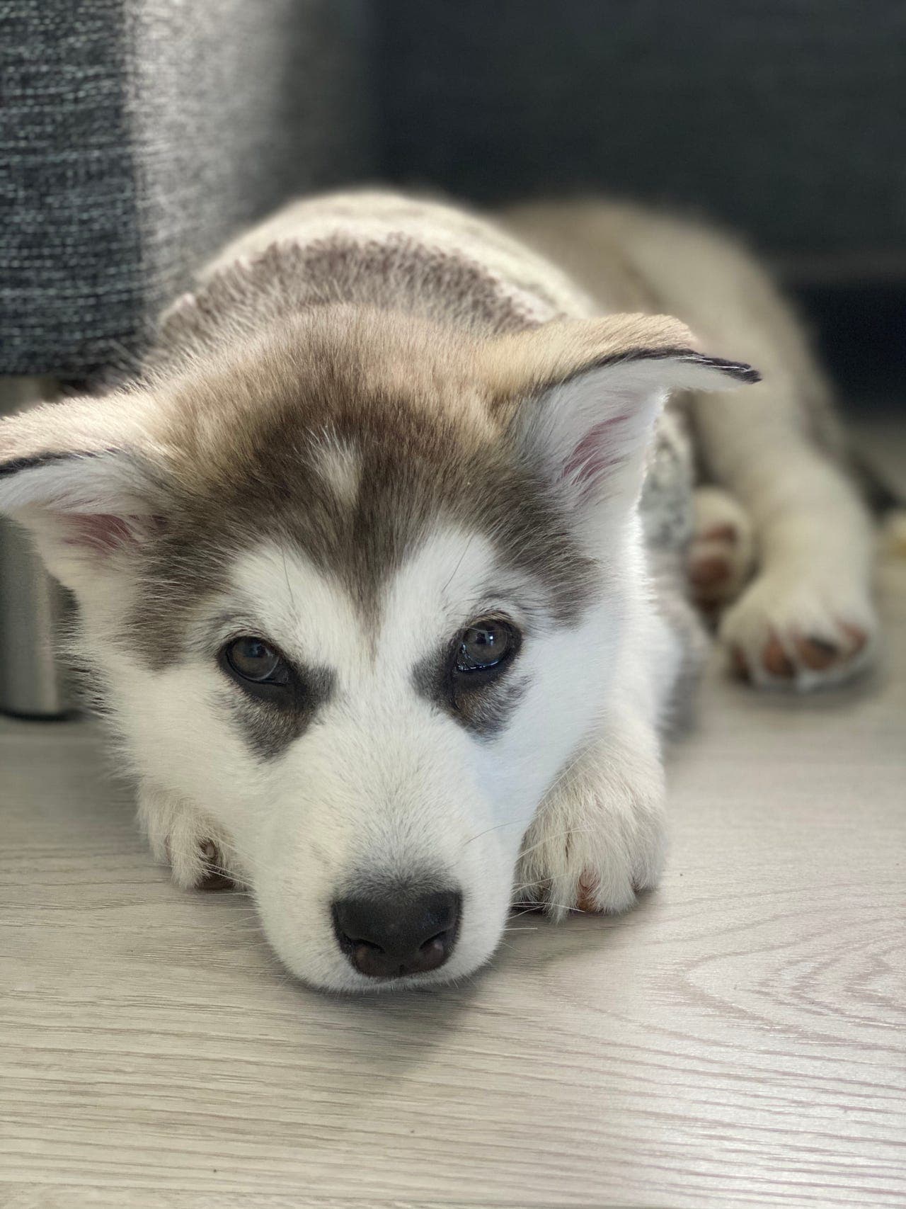 Alaskan malamute-valper