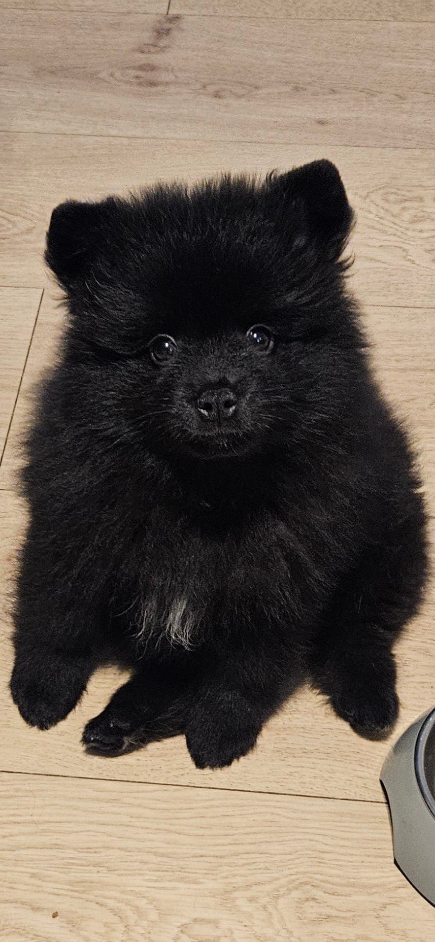 Er det noen som kan fortelle meg hva slags type pomeranian denne lille  fyren er? Teddybjørn-pom? : r/Pomeranians, image size:883x1912