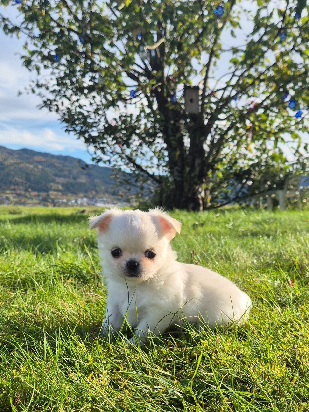 Chihuahua hann Valp