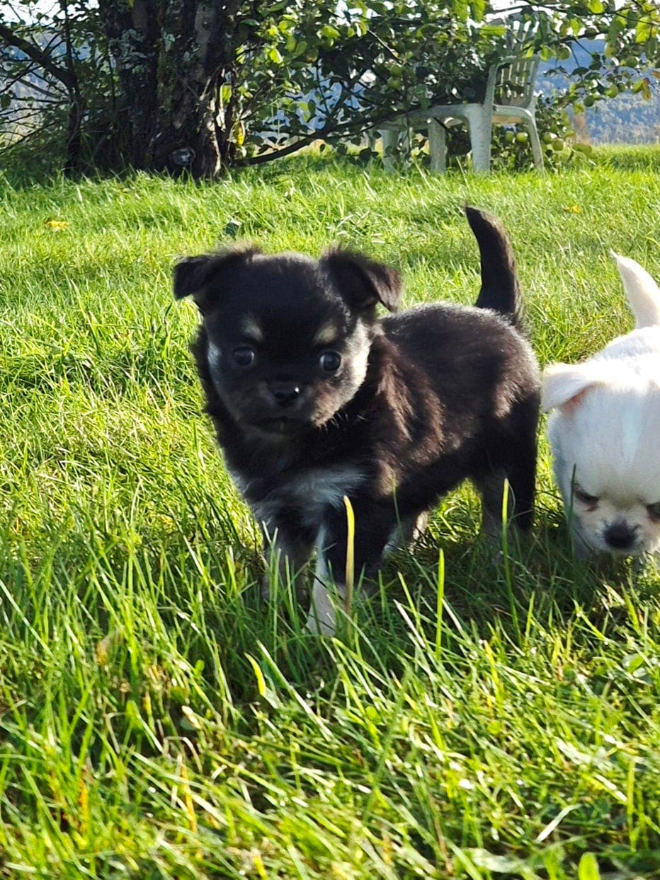 Chihuahua hann selges