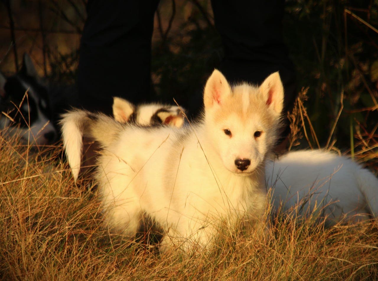 GRØNLANDSHUND VALPER