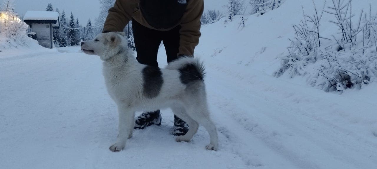 GRØNLANDSHUND VALPER