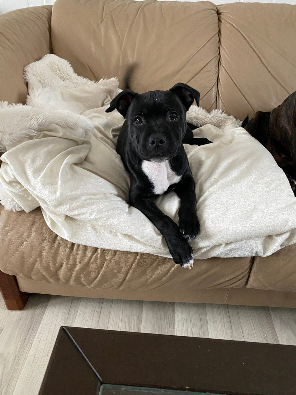 Hannhund ledig fra L kullet