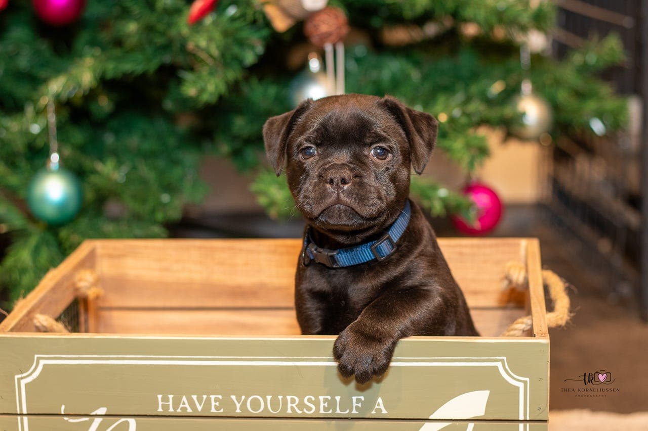 ☆ 6 staffordshire bull terrier valper hann ledig ☆