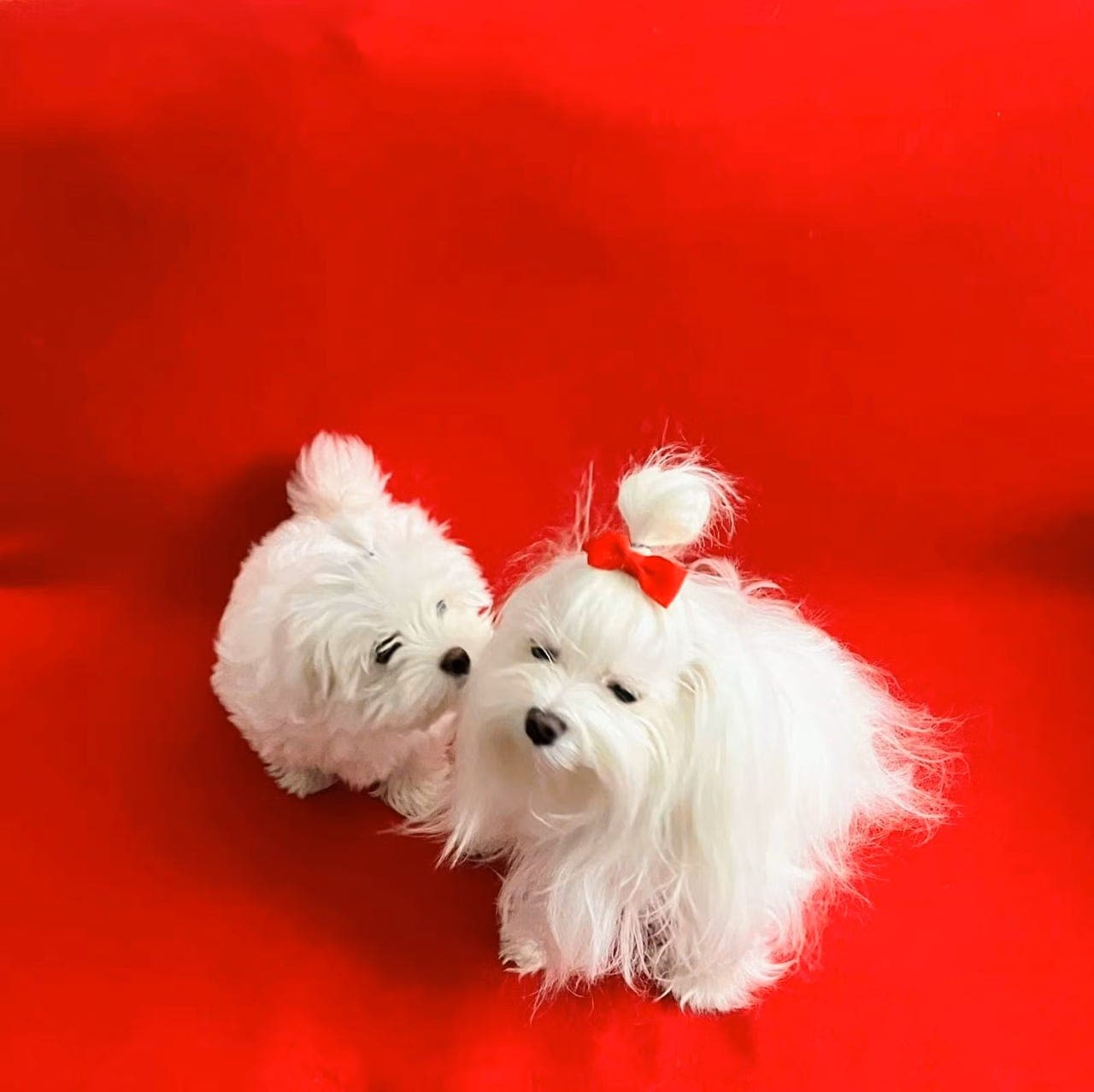 Maltese Valper