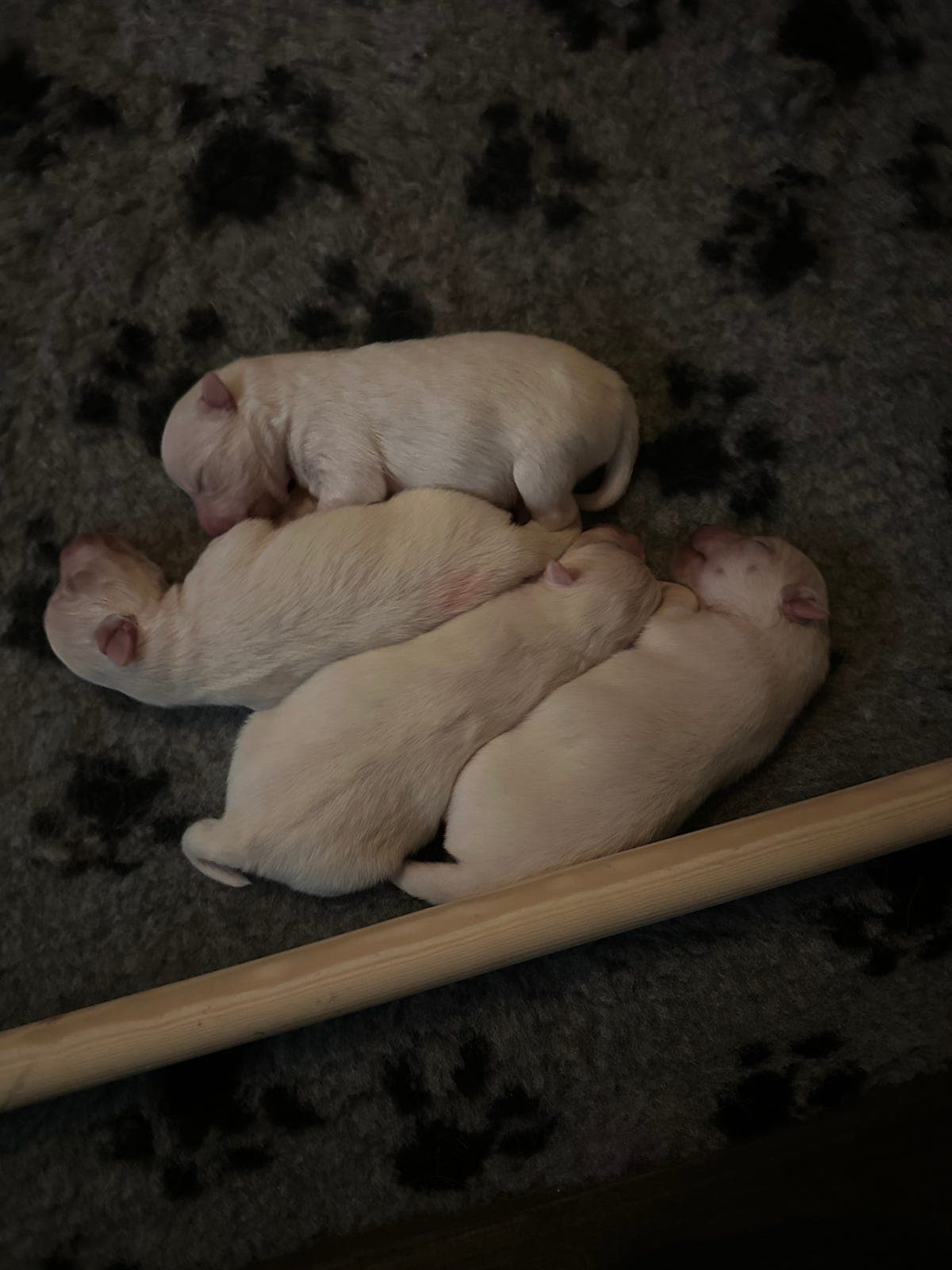 Japansk spisshund valper. Leveringsklare 23 mars.