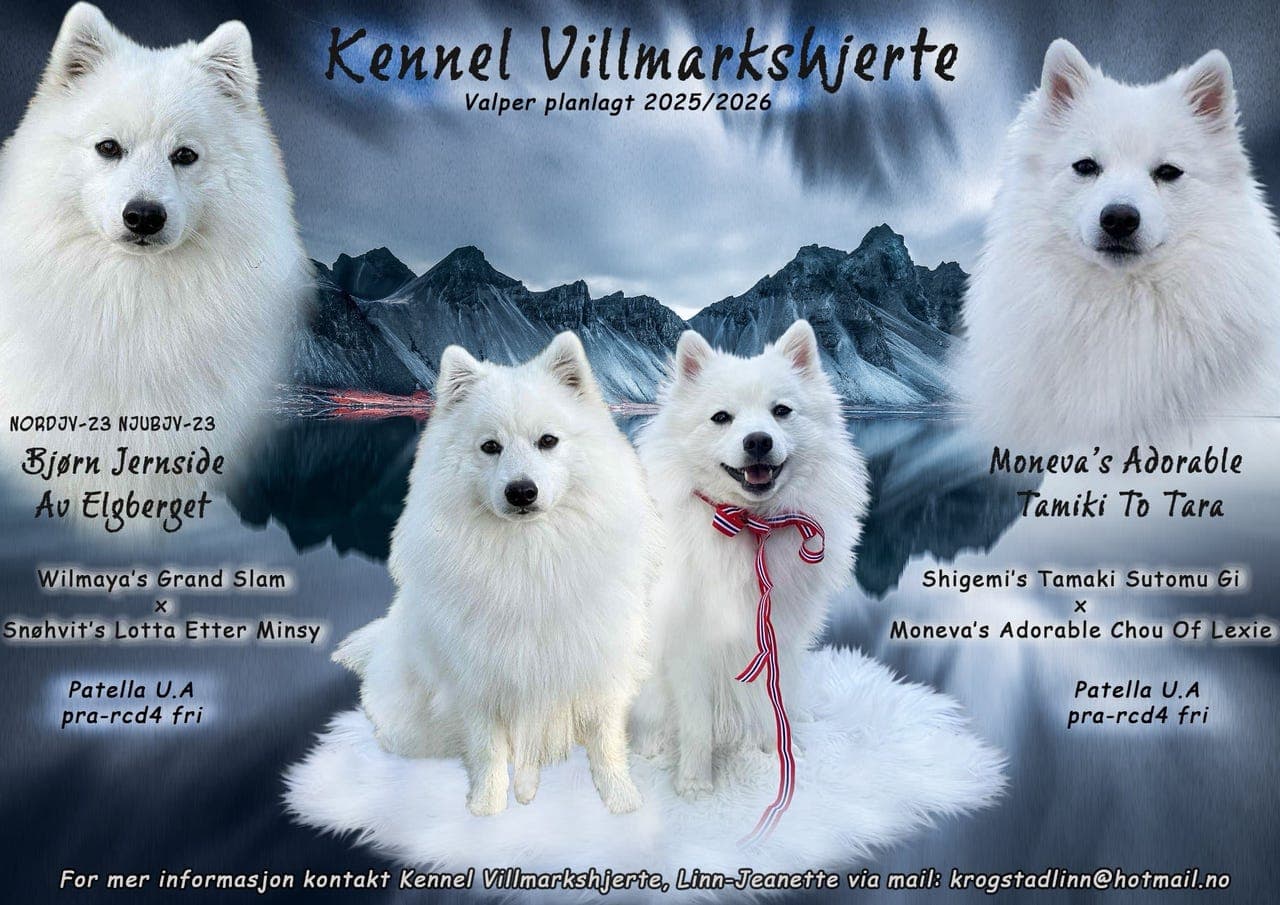 Japansk spisshund valper planlegges